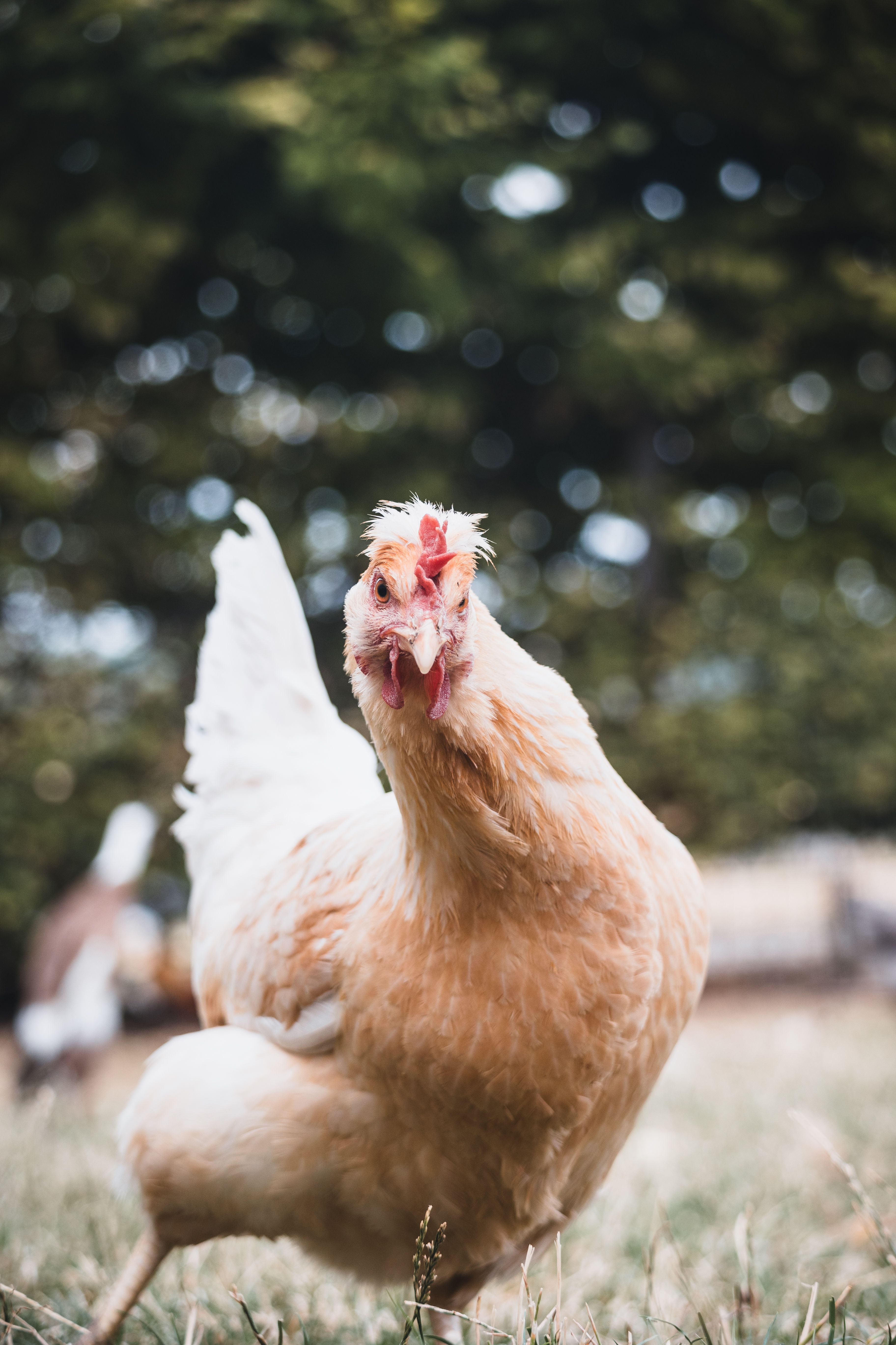 A chicken is standing in the grass and looking at the camera · Free ...