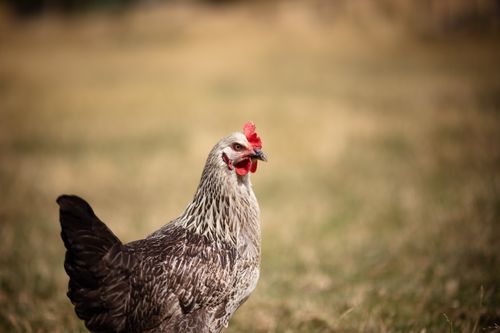 Free A detailed shot of a hen standing in a grassy rural field, showcasing feathers. Stock Photo
