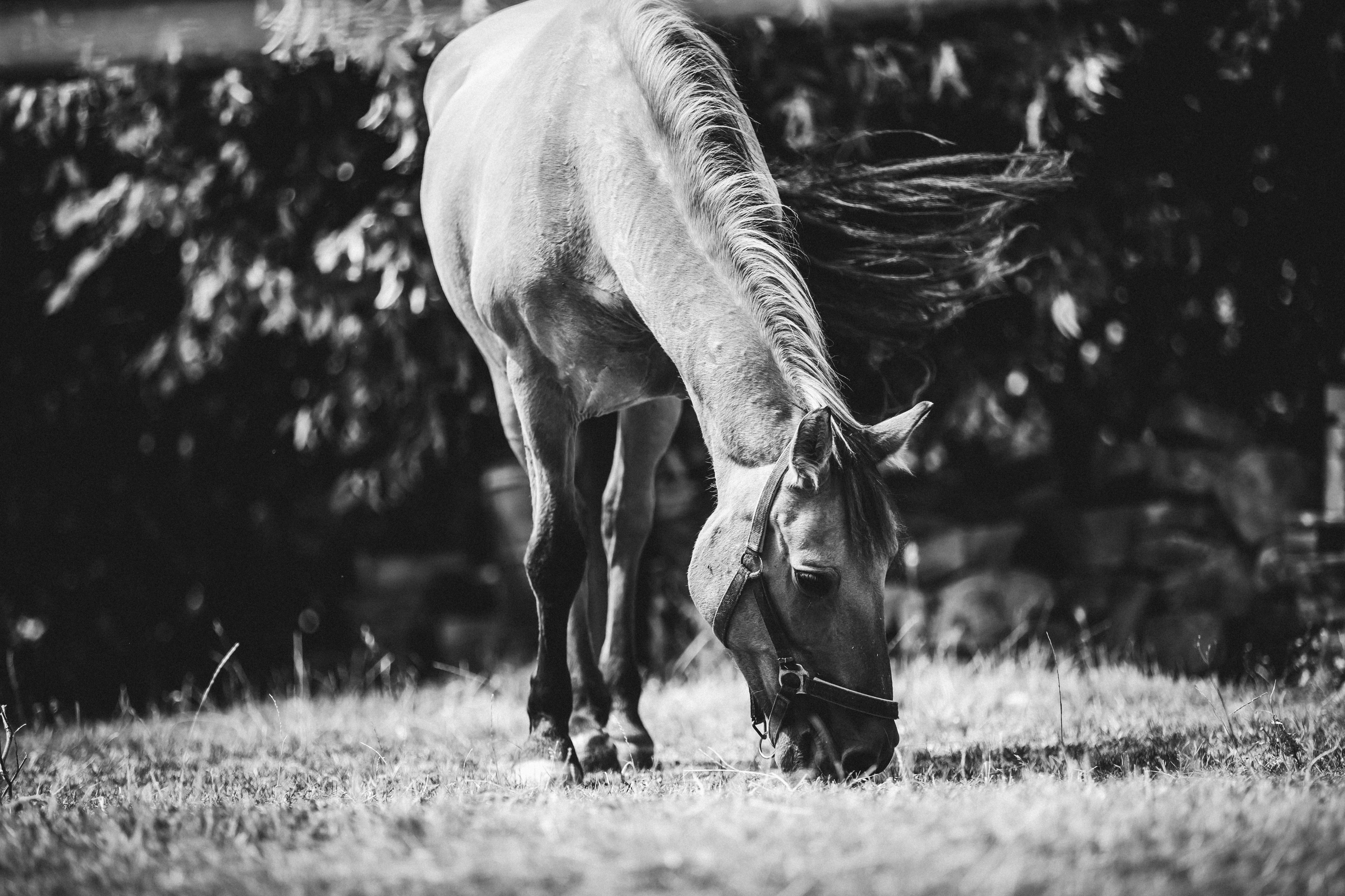 Black and white photo of horse grazing in grass · Free Stock Photo