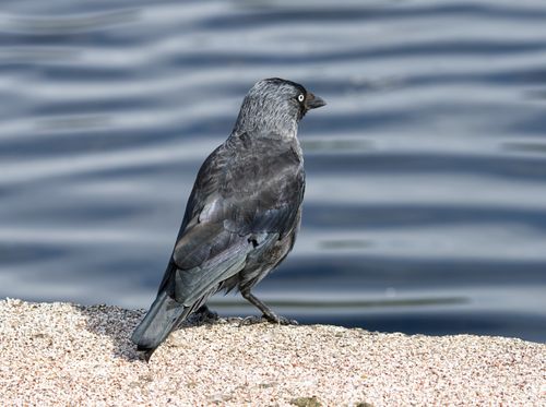 Free A Western Jackdaw perched by the water, showcasing its unique plumage in a natural setting. Stock Photo
