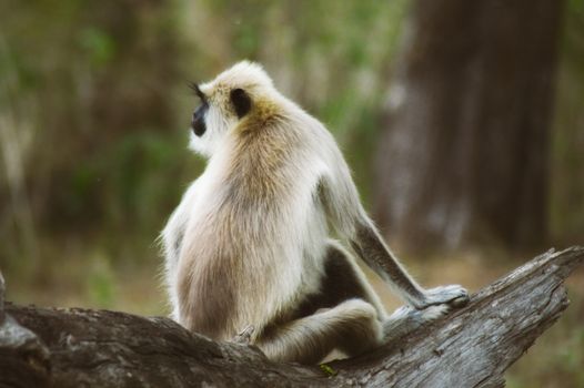 A Gray Langur monkey sits quietly on a tree branch in its natural habitat.