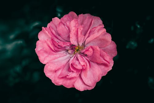 Foto stok gratis berbunga, berwarna merah muda, bunga