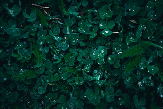 Dark green clover leaves with shimmering water droplets, creating a moody atmosphere.