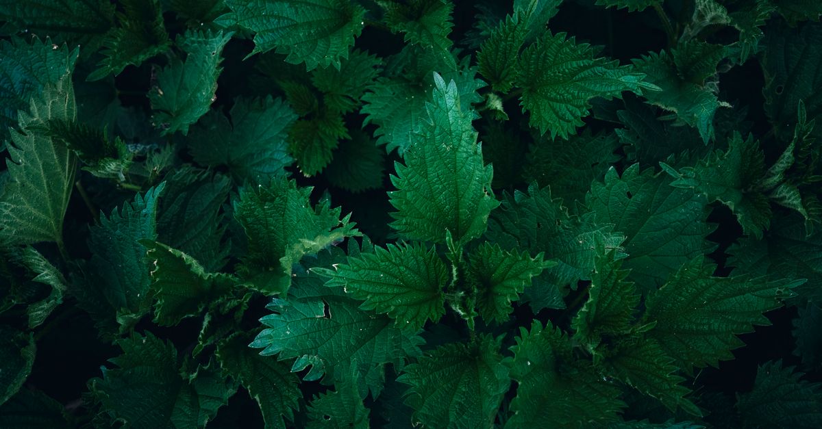 Close-up of vibrant green stinging nettle leaves, showcasing natural patterns and textures. - Evidence evidence guide for nettle allergy randomized trial