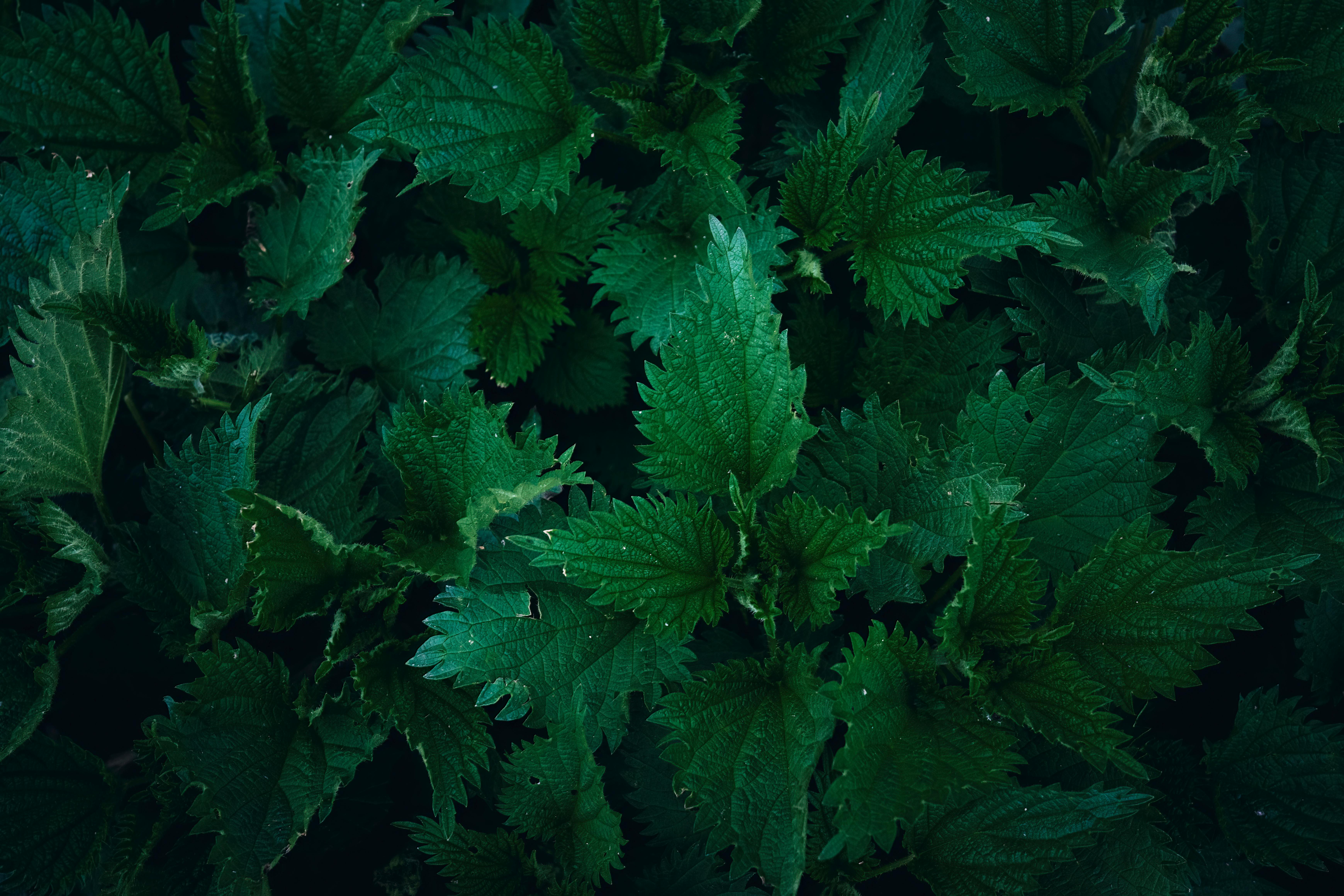 Nettle plant