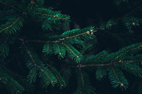 Needles on a Coniferous Trees 