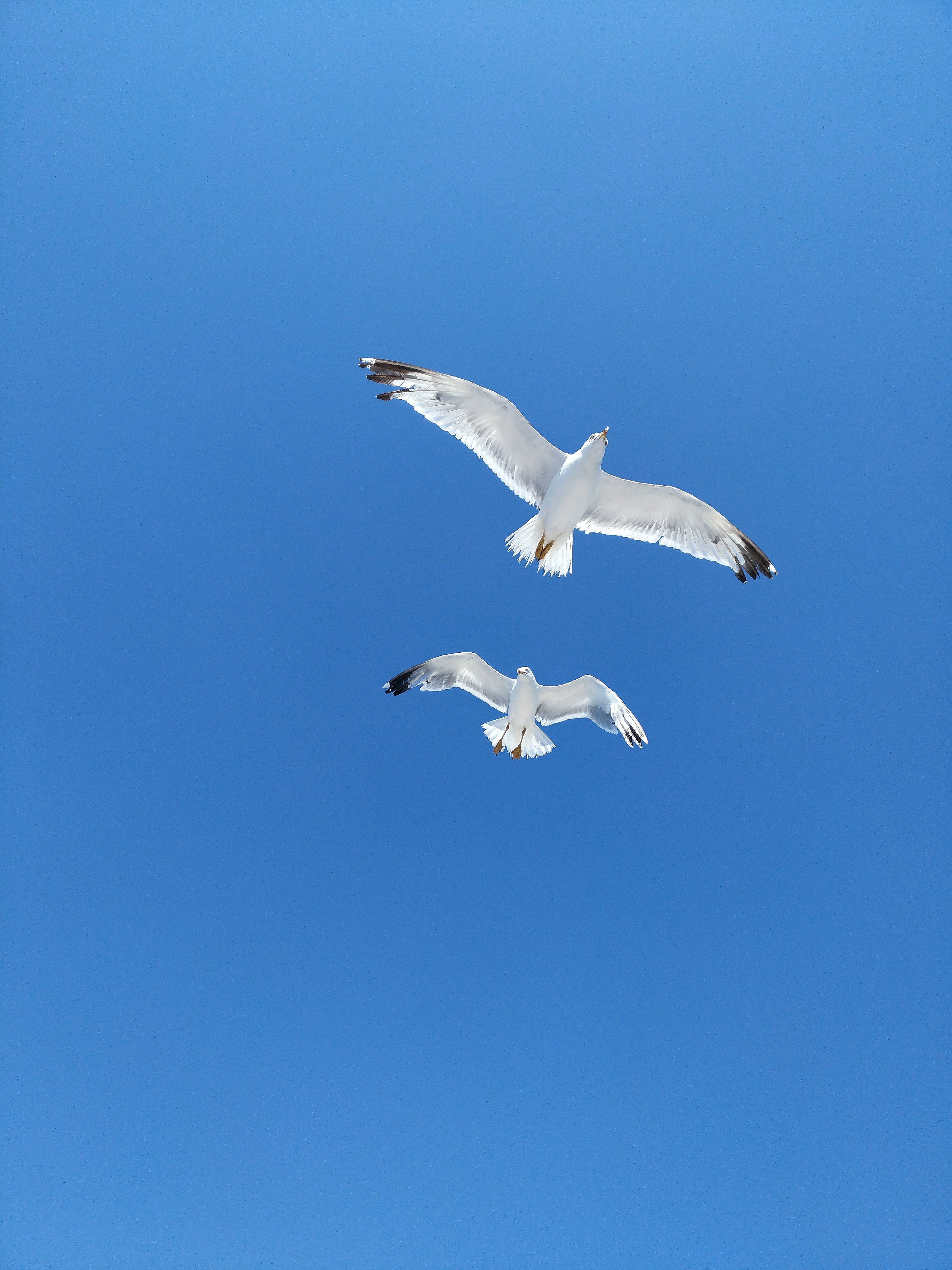 Serene image of two seagulls soaring high against a vibrant blue sky.