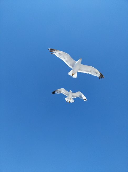 Serene image of two seagulls soaring high against a vibrant blue sky.