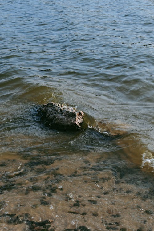 A crocodile is swimming in the water
