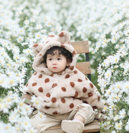 Foto stok gratis bayi, bidang, bunga kamomil