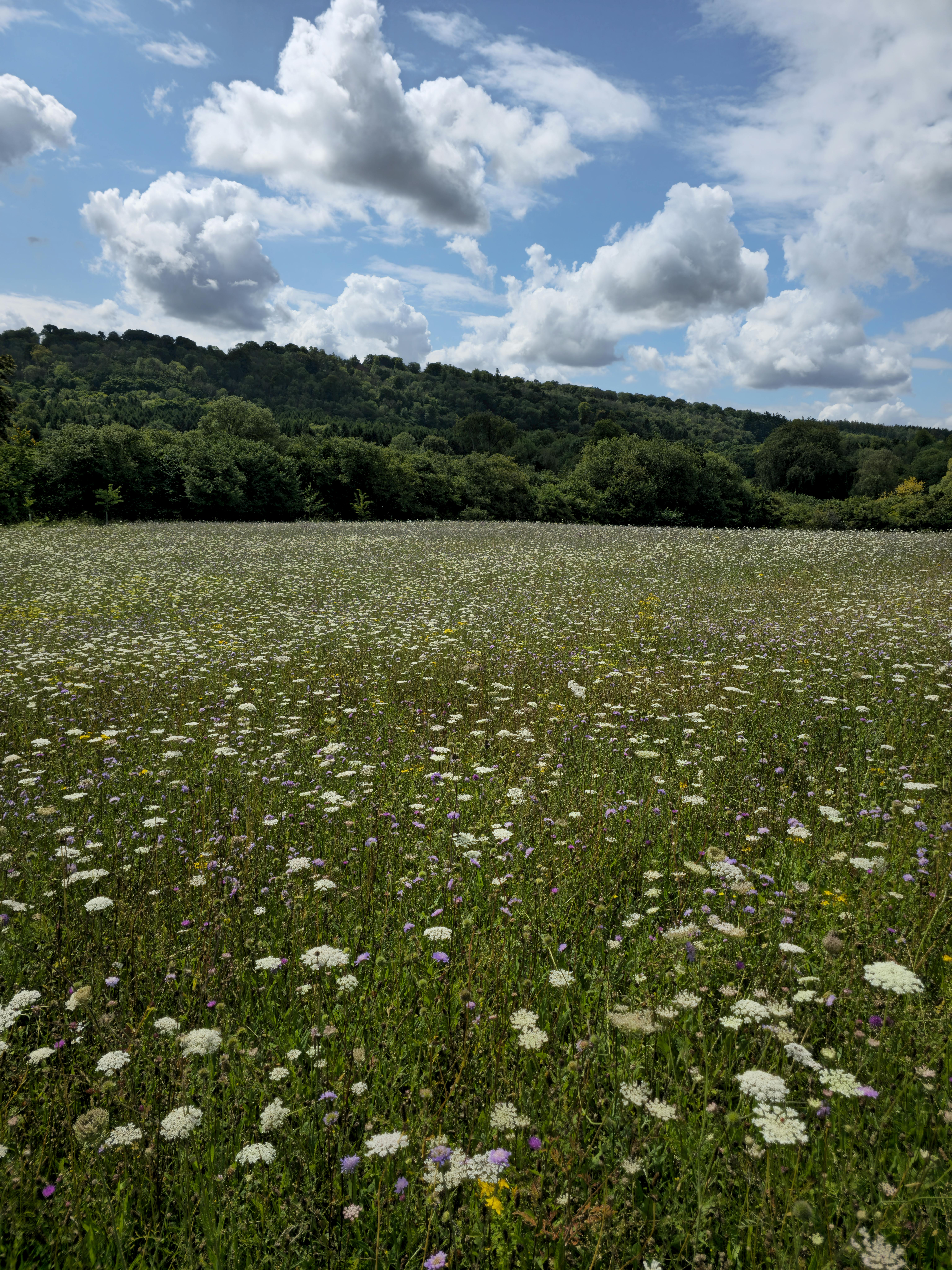 Why Your 'Weedy' Garden Is Actually a Secret Wildlife Sanctuary
