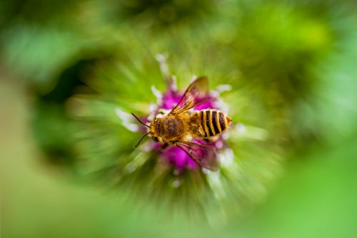 Kostnadsfri bild av bi, blomma, djurfotografi