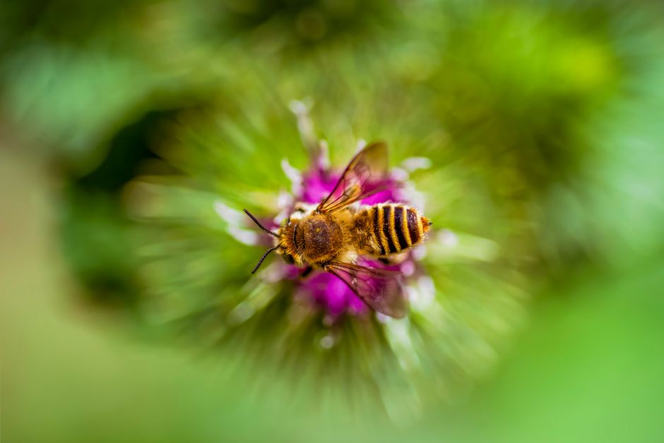 Macro shot of a bee pollinating a bright flower in a lush green setting.