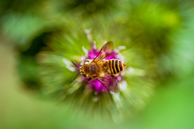 Bee On Flower