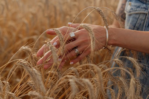 Woman Hands over Grain