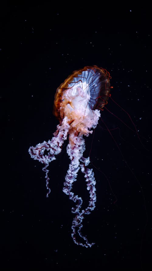 A jellyfish is shown in the dark