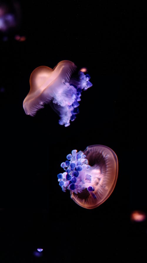Jellyfish in the dark with purple and blue lights