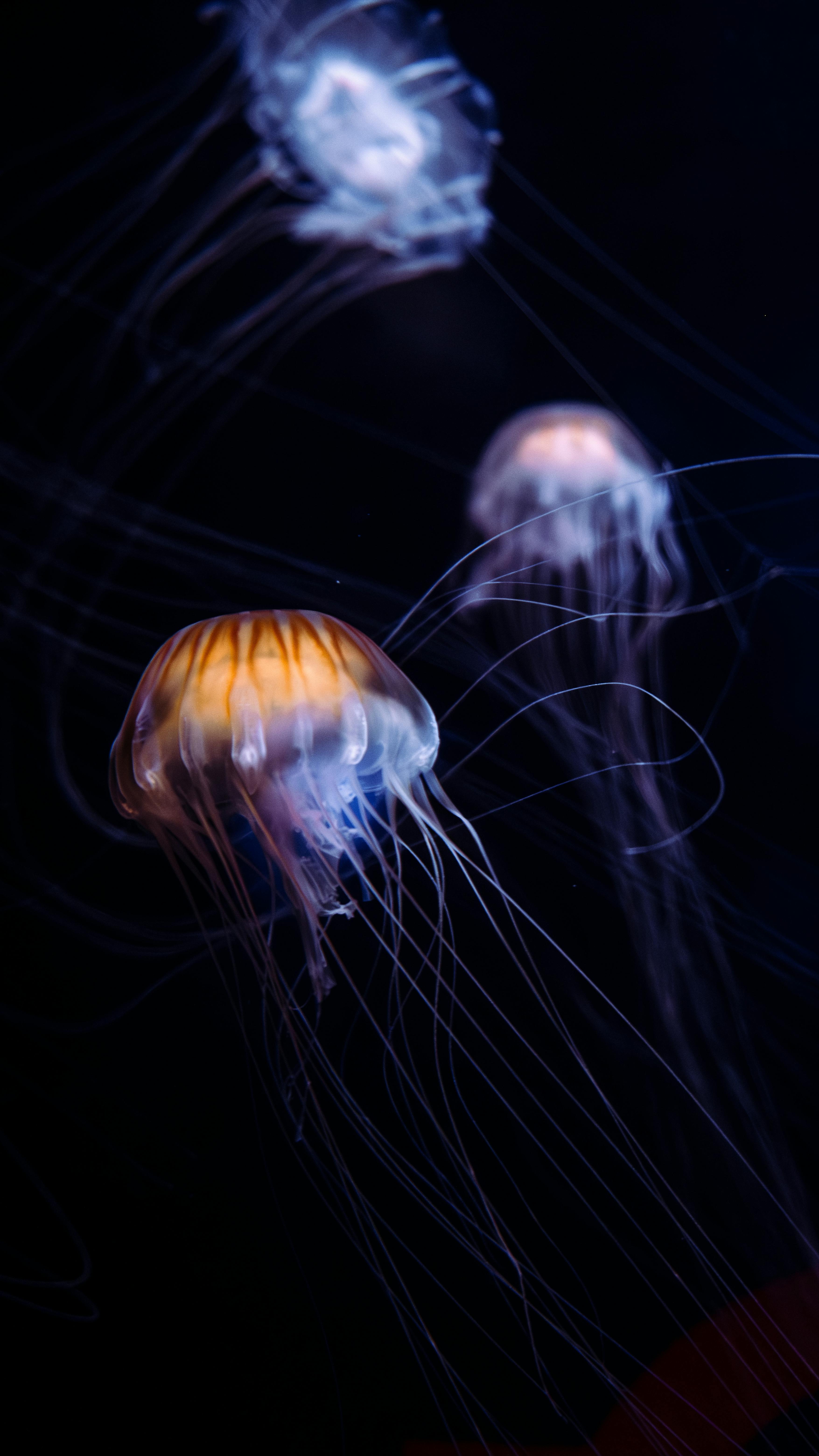 Ethereal jellyfish floating in dimly lit ocean, showcasing vivid luminescence.