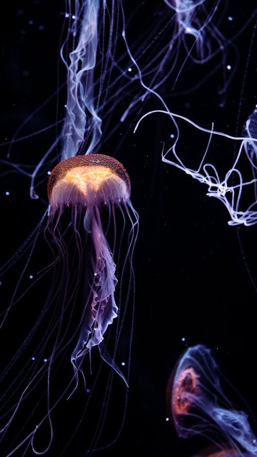 Jellyfish in Water