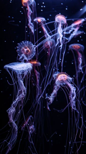 Stunning vertical shot of glowing jellyfish drifting in dark underwater environment.