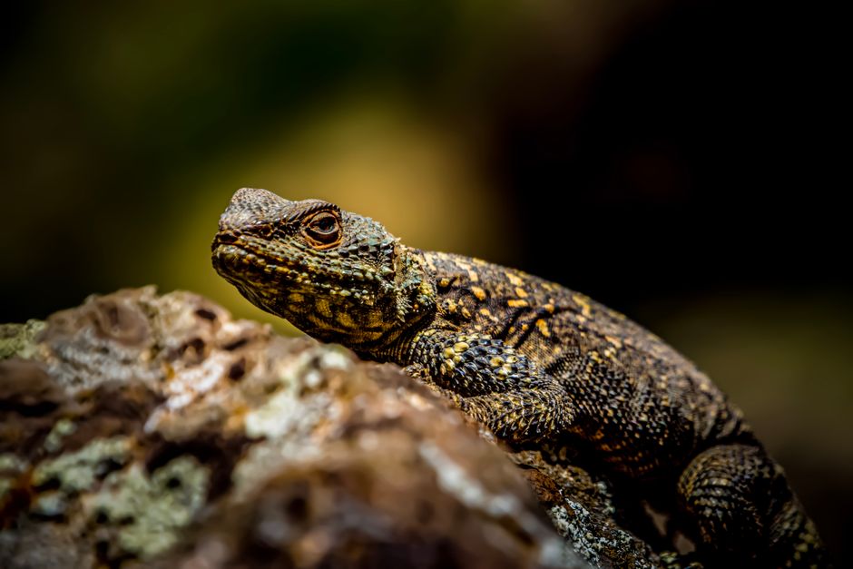 Detailed close-up of a spotted rock lizard on a textured rock in Alborz, Iran.