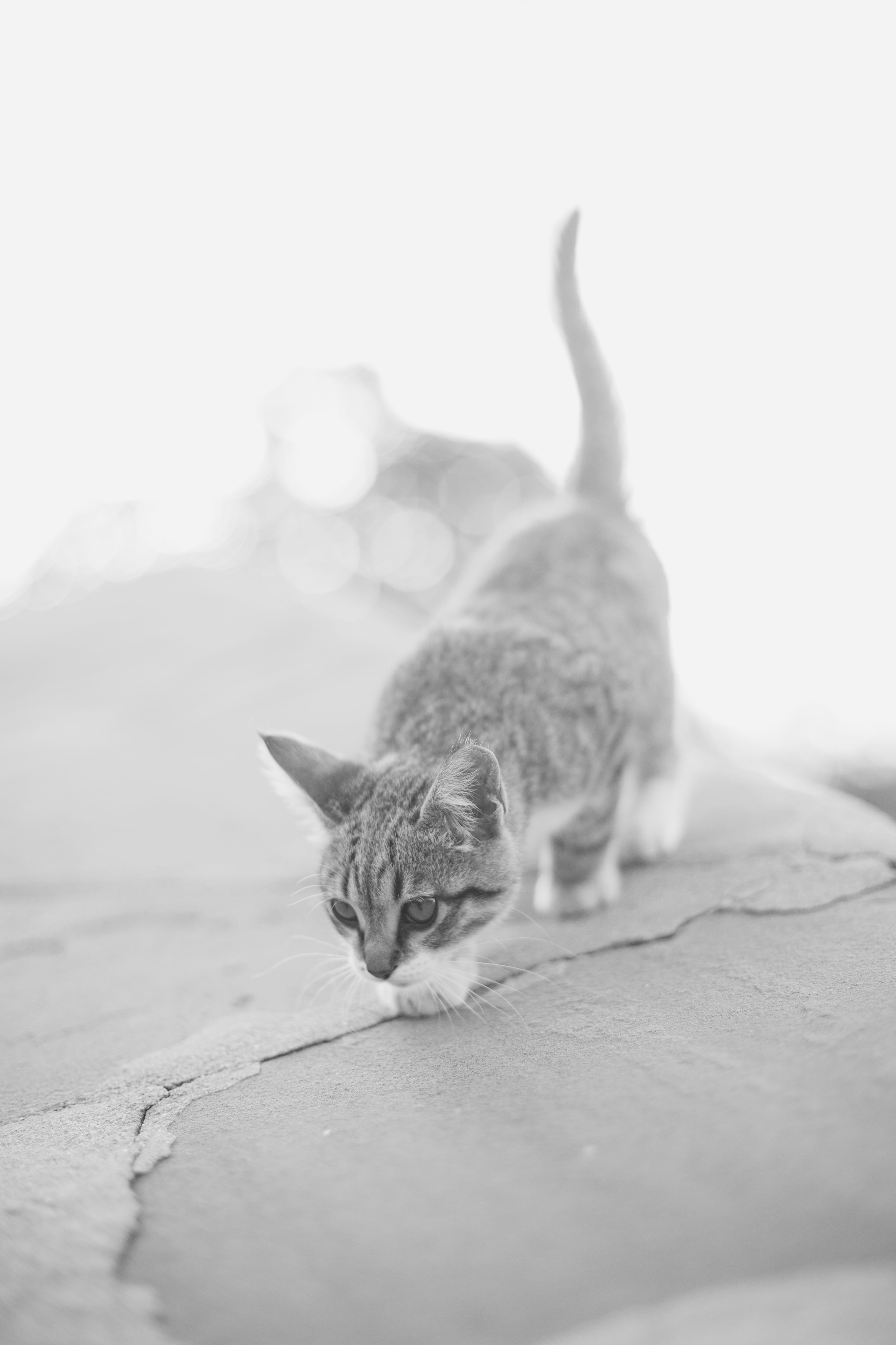 A black and white photo of a cat walking on a stone · Free Stock Photo