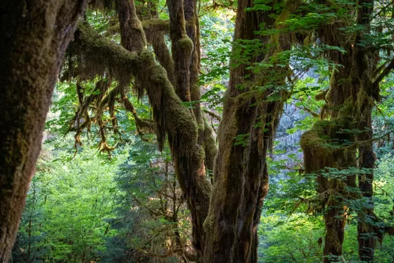 Moss-draped maples in the Hoh Rain Forest, Olympic National Park