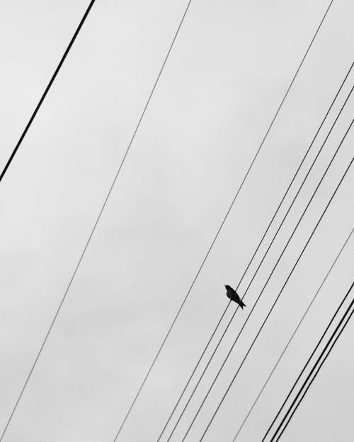 Free stock photo of bird, birds, black and white