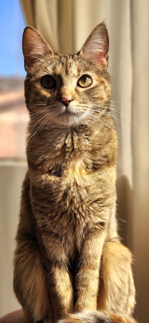 可愛的貓, 好的背景, 姜貓 的 免費圖庫相片