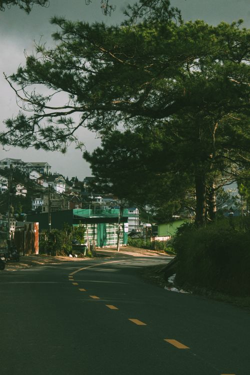 Free Serene road winding through lush pine trees in Dalat, Vietnam, capturing the essence of rural tranquility. Stock Photo