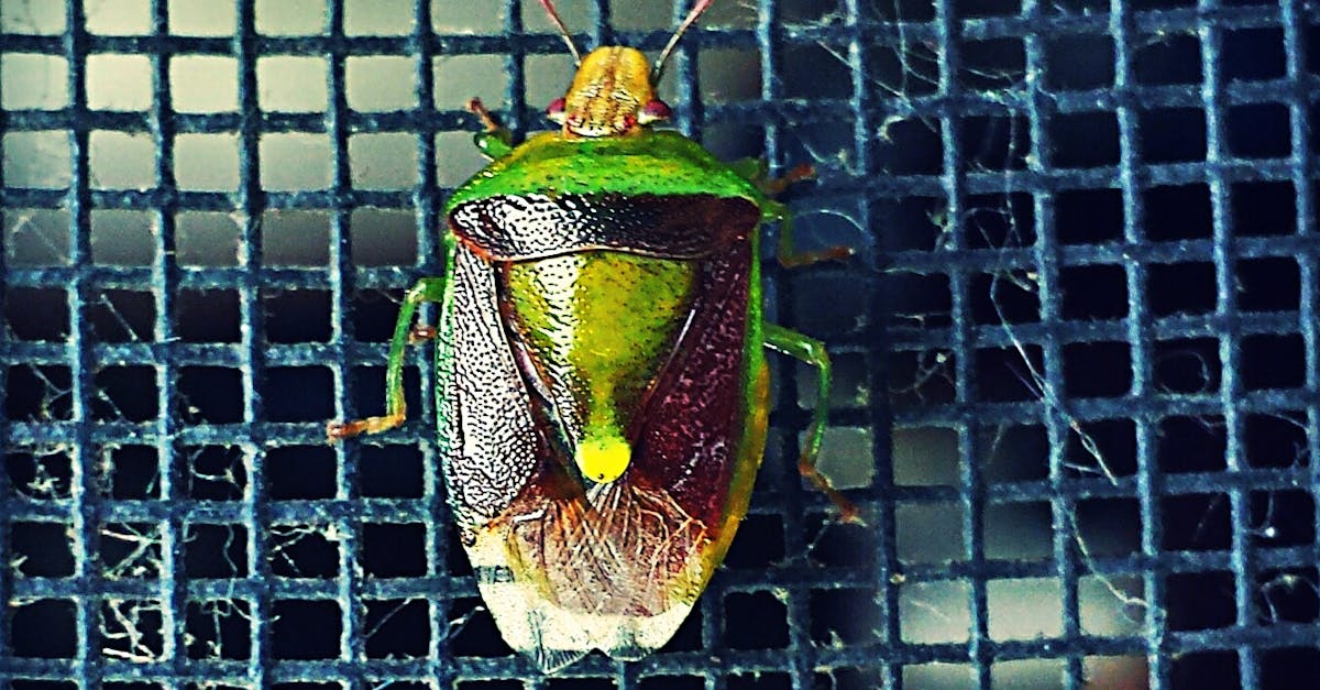 Free stock photo of bug, green, insect