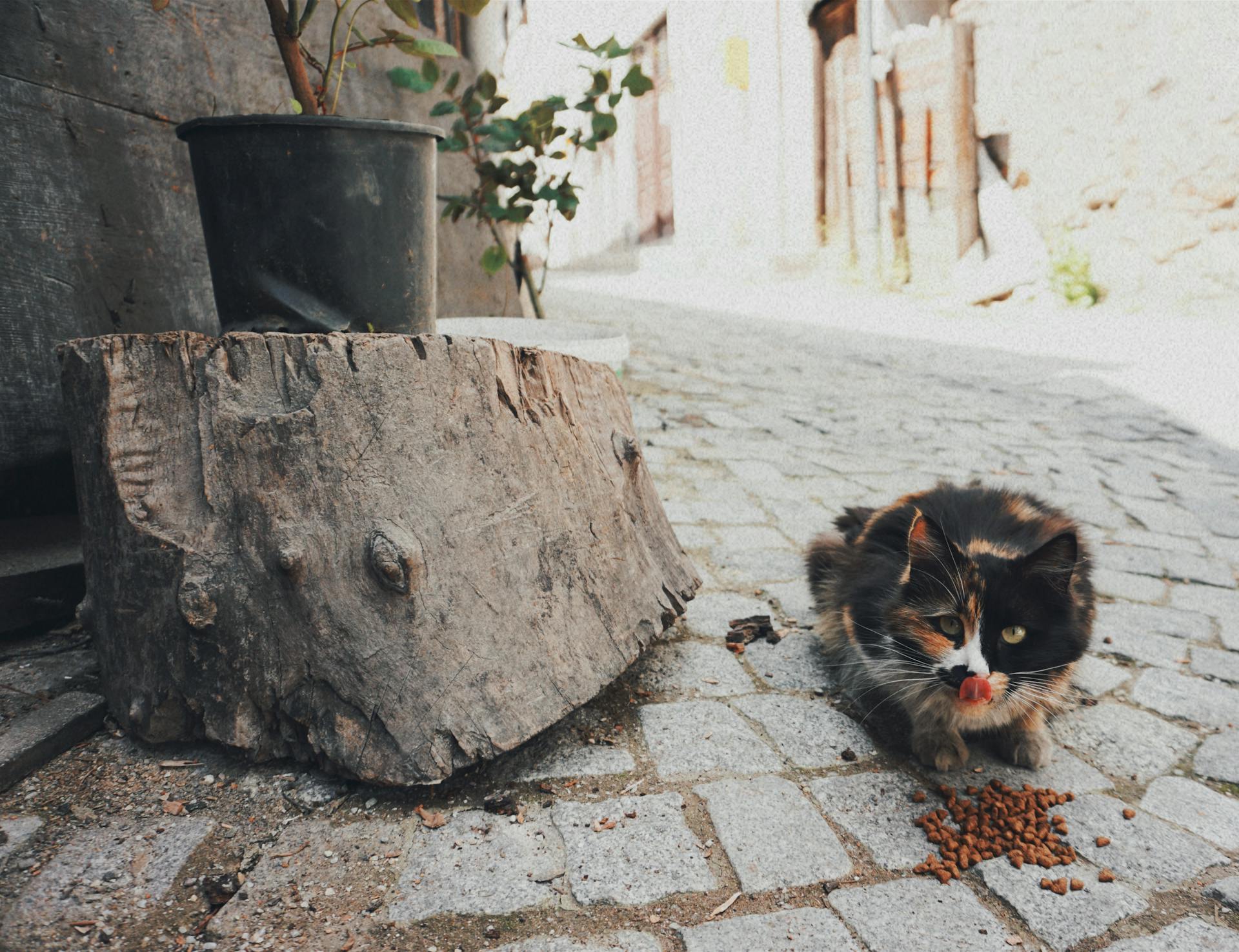 Katten äter kibbla på kullerstenspromenaden