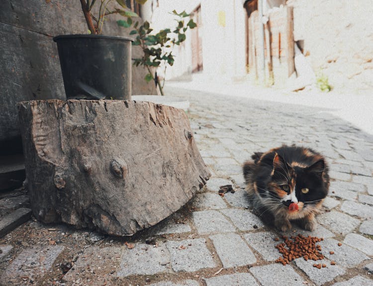 Cat Eating Kibble On Cobblestone Walkway