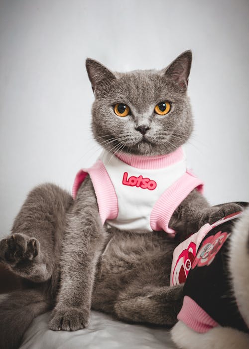 Gray Cat in Clothes