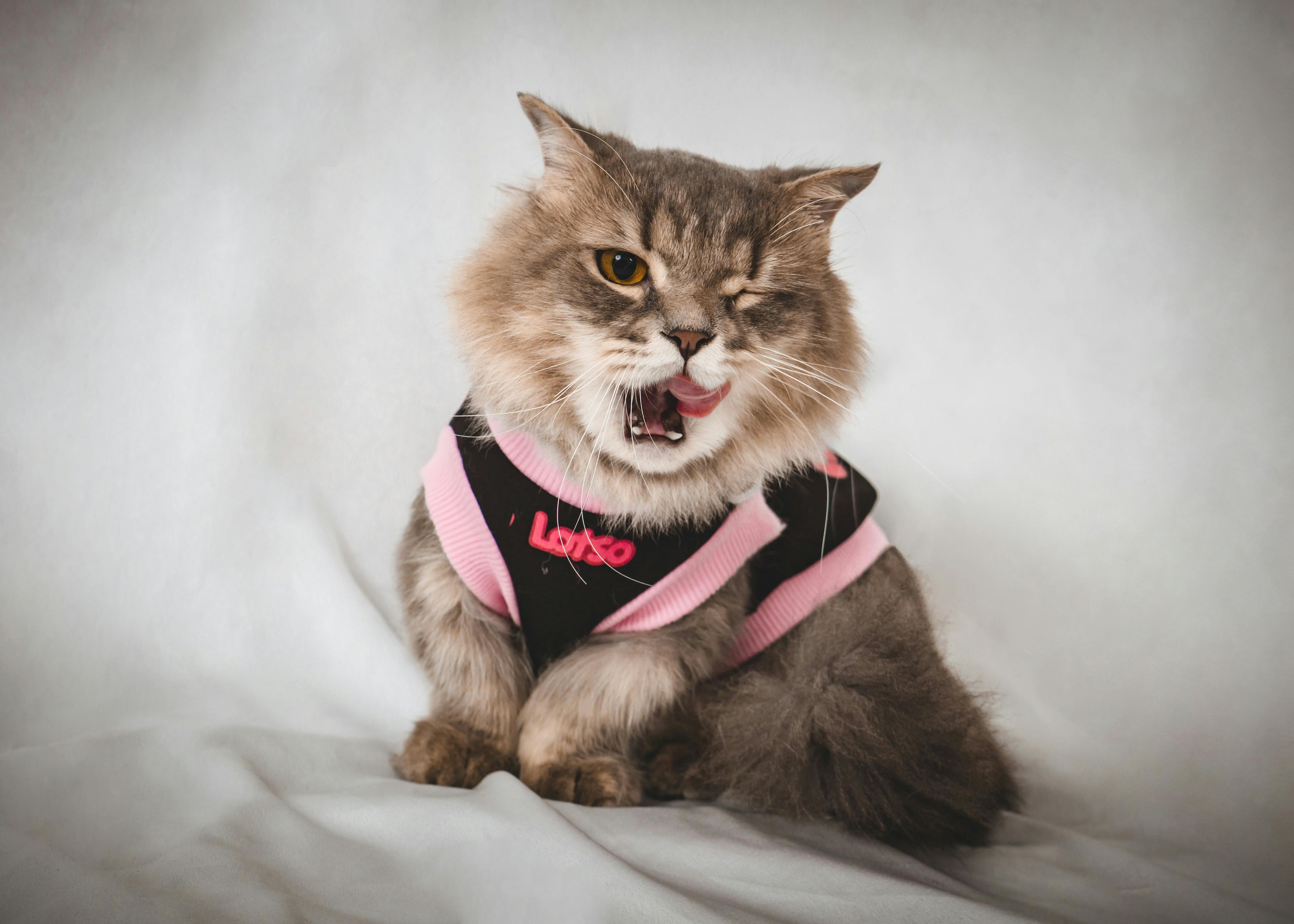 pet lifestyle pets lifestyle — Photo by Pet foto on Pexels