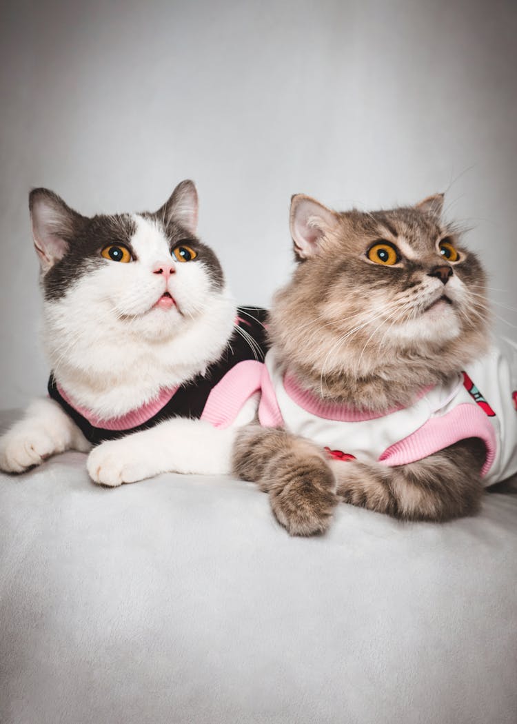 Cats In Clothes Looking Up