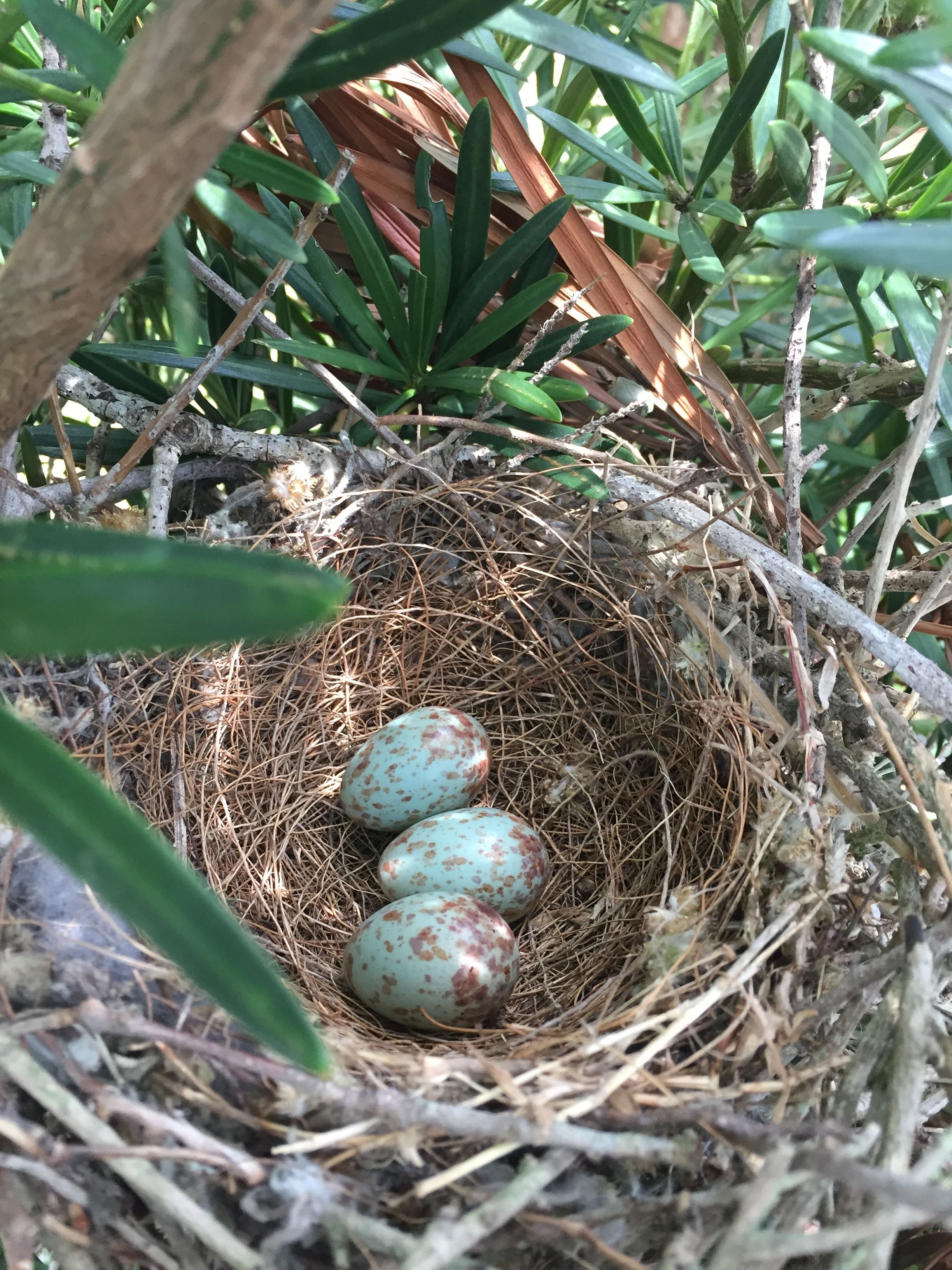 Free stock photo of bird nest, nest with eggs - Stock Image - Everypixel