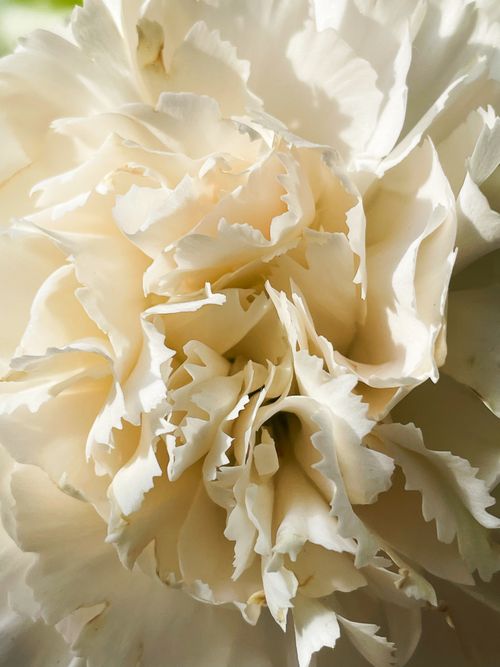 Free Delicate close-up of a creamy white carnation flower, showcasing elegant petals and soft textures. Stock Photo