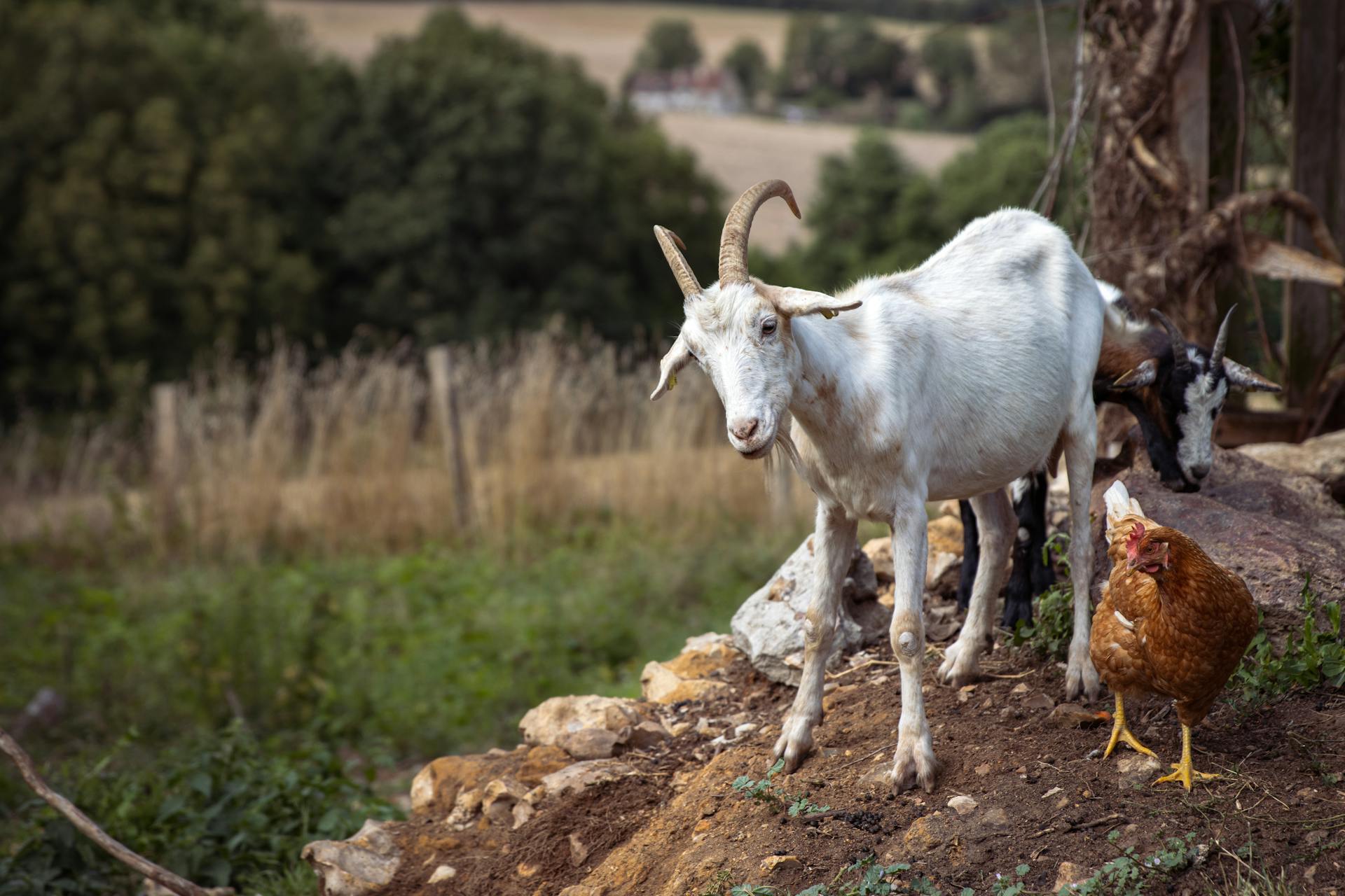 Goats and Chicken on the Farm