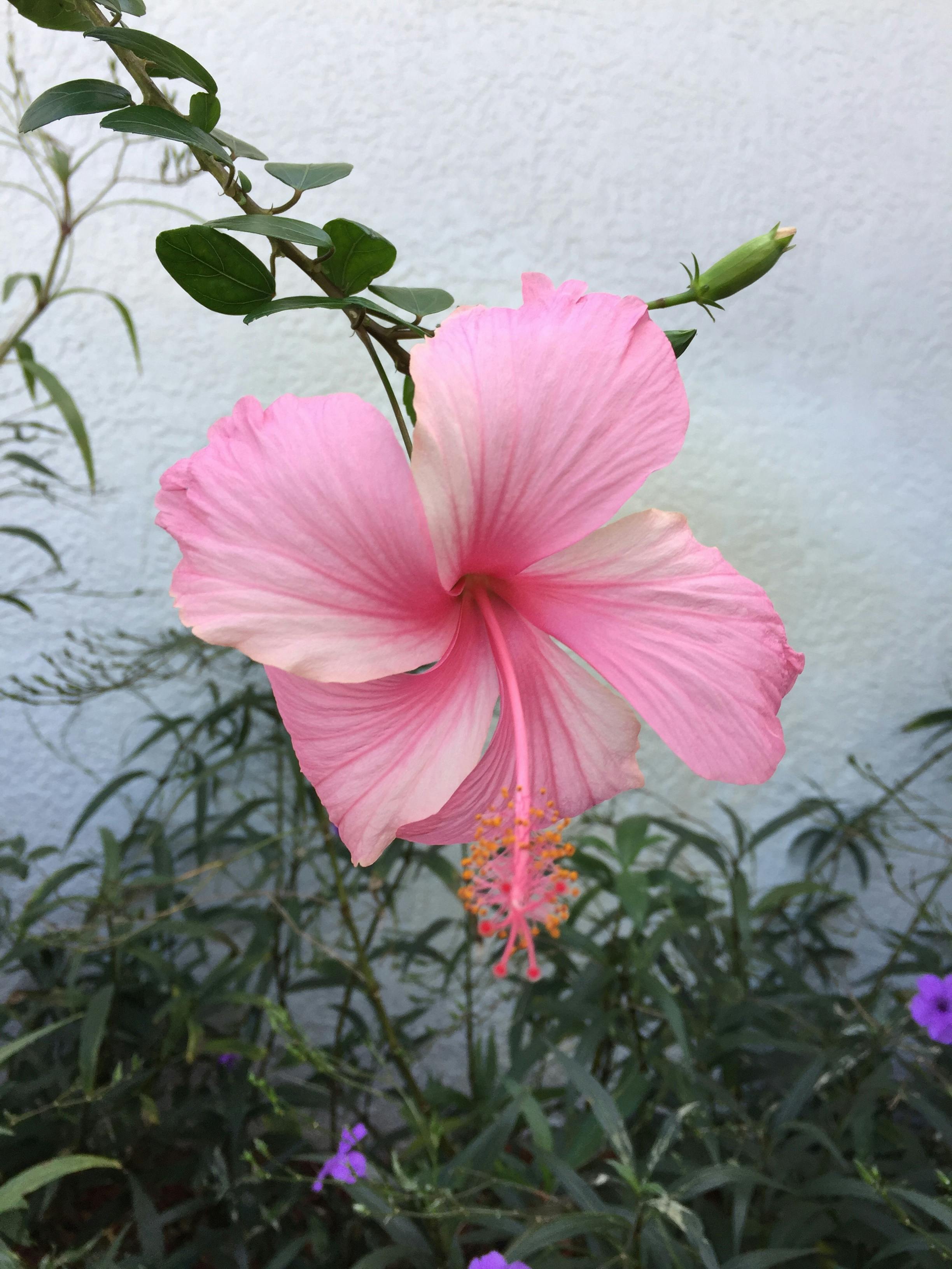 Free stock photo of Florida flowers, Hibiscus, pink color