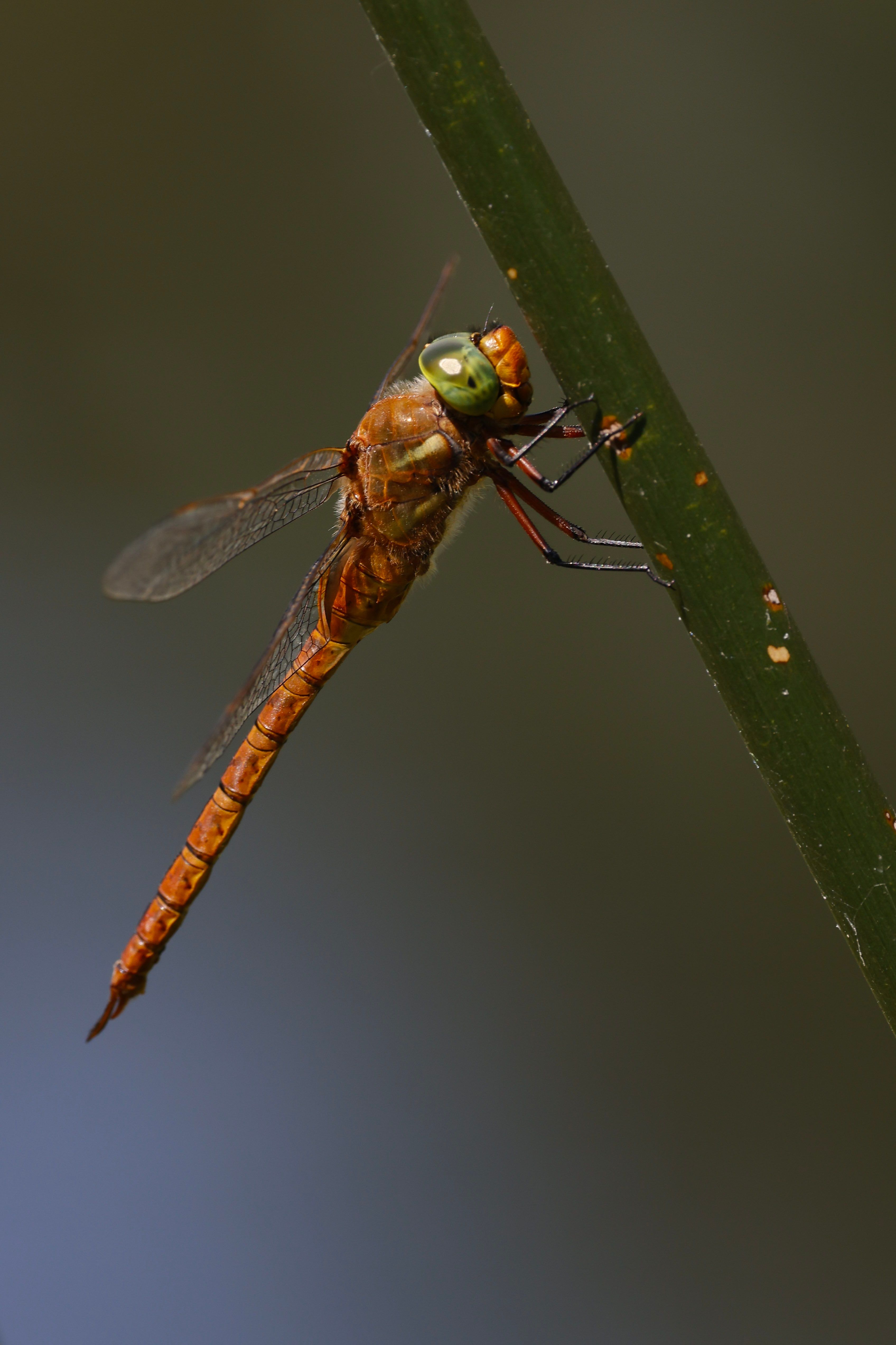 A dragonfly with green eyes is perched on a stem · Free Stock Photo