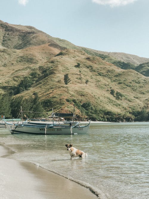 A dog is standing on the beach near a boat