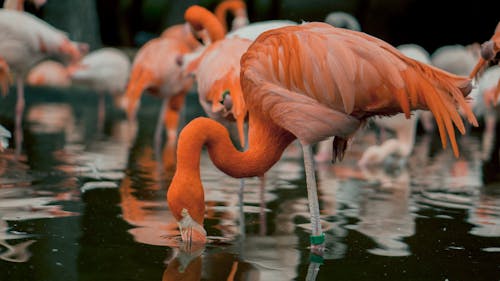 Flamingos Drinking Water