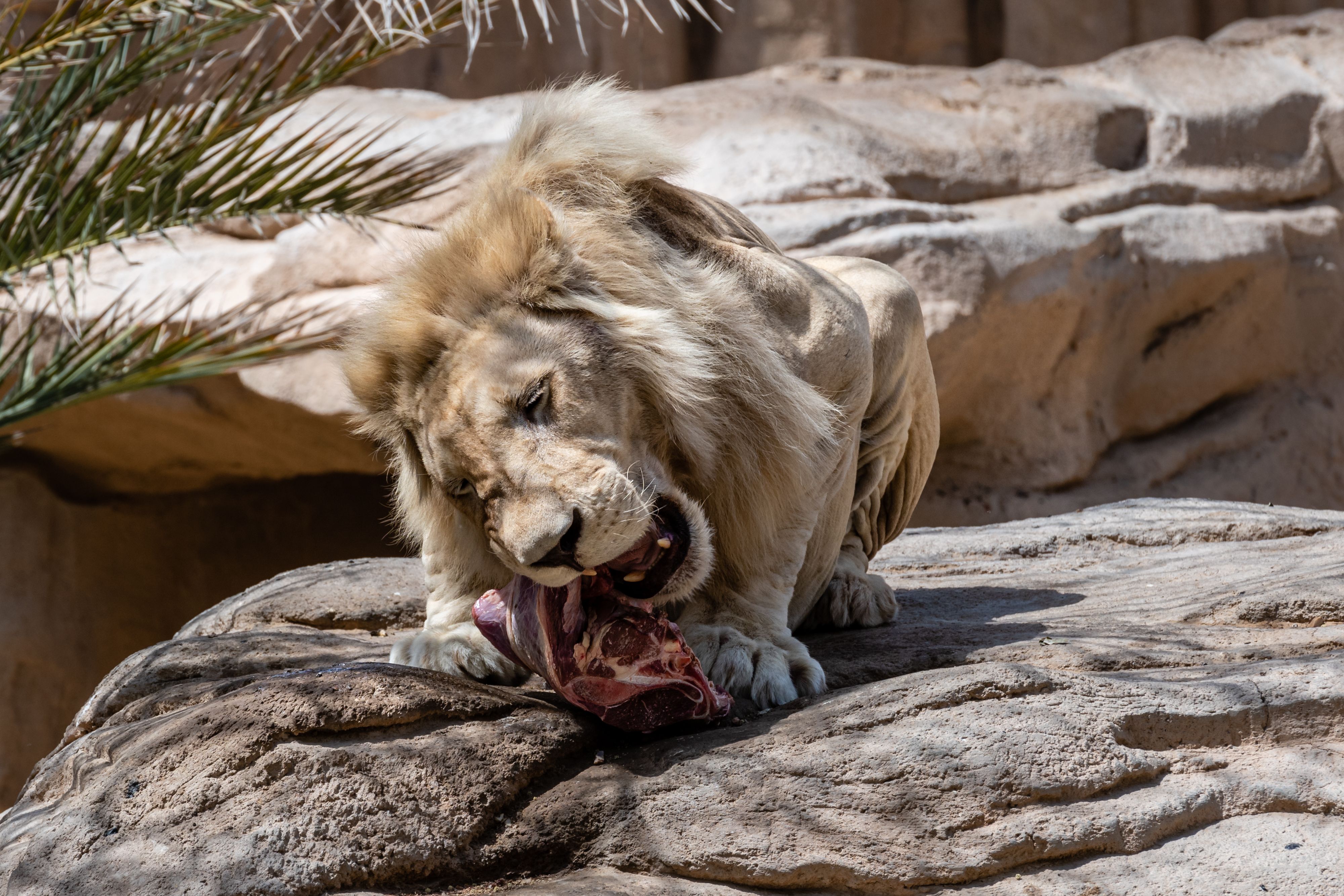 Graceful lion eating meat on rocky terrain, showcasing wildlife behavior.