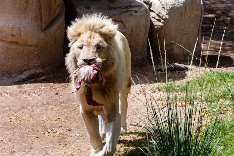 Lion With Meat