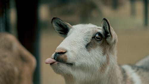 Free Selective Focus Beige and Brown Goat Stock Photo