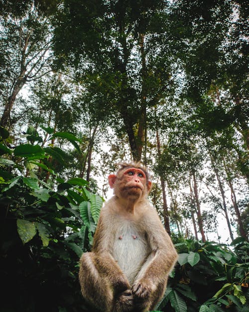 A monkey sitting on a tree in the jungle