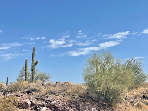 Darmowe zdjęcie z galerii z kaktus, pustynia