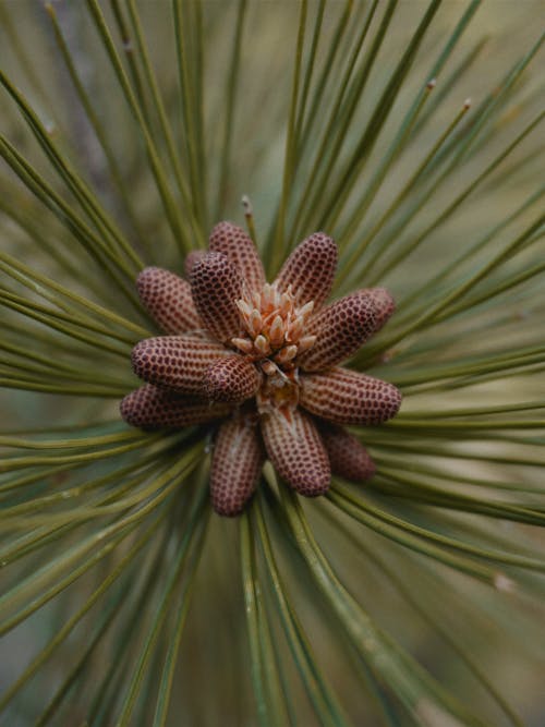 Pine Pollen Cones