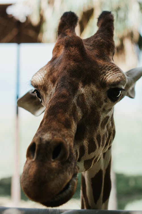 A giraffe is looking at the camera